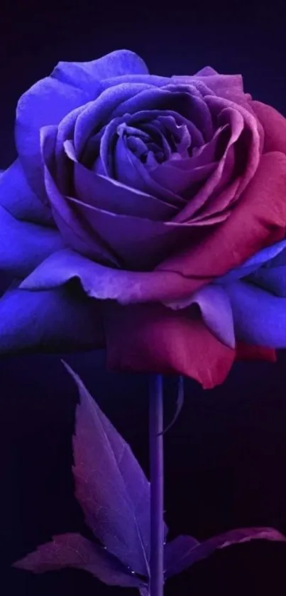 Vibrant dual-tone red and purple rose on dark background.