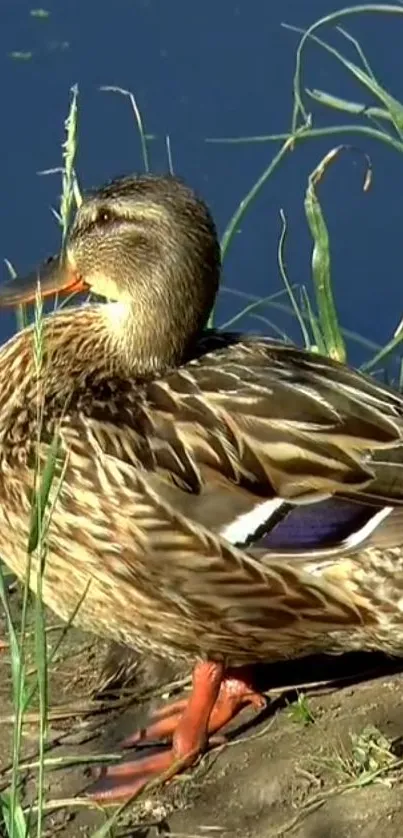 Brown duck resting by the water with tall grass.