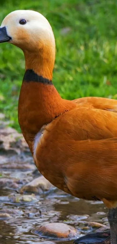 Vibrant orange duck standing by a pond.