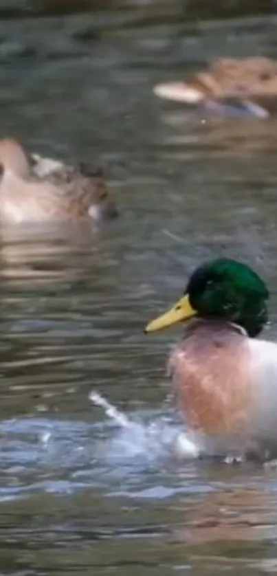 A vibrant duck splashes joyfully in a tranquil pond, creating a serene nature scene.