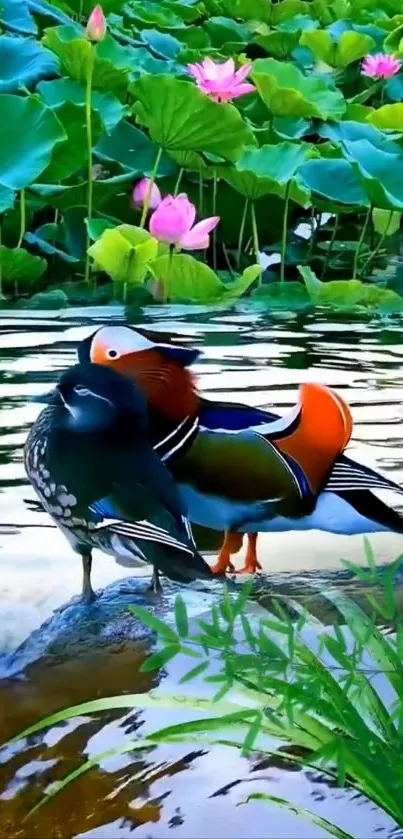 Two vibrant ducks in a lotus-filled pond.