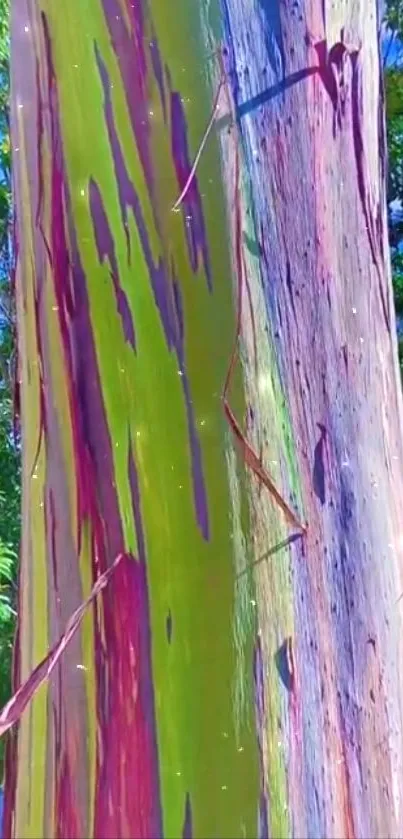 Vibrant eucalyptus tree trunk with colorful bark