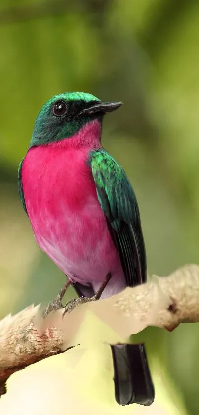 A colorful exotic bird perched on a branch with vibrant green and pink feathers.