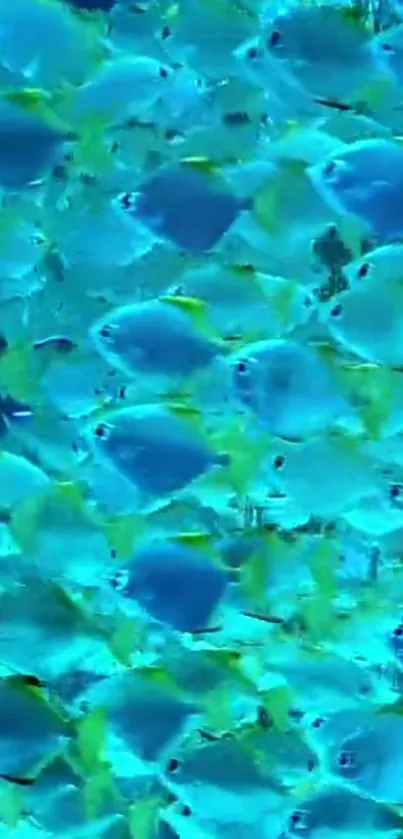 Vibrant school of exotic blue fish wallpaper scene.