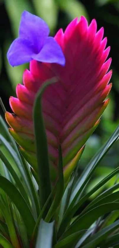 Vibrant tropical flower wallpaper with green leaves.