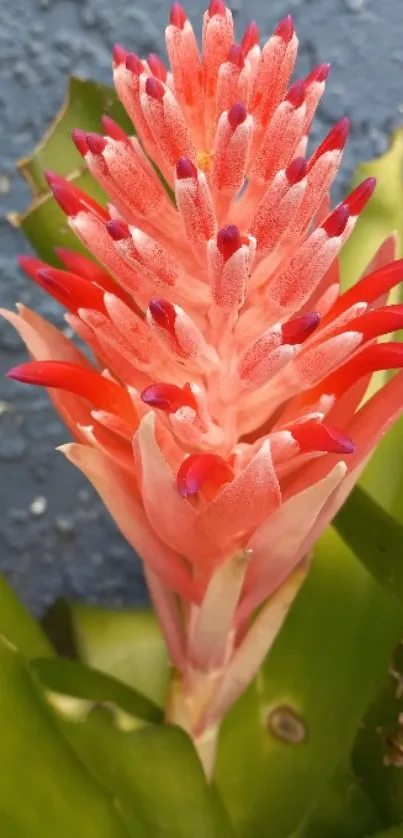 Vibrant bromeliad flower with orange petals against green leaves and a blue wall.