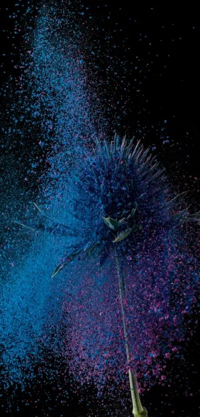 Exploding flower in blue and purple on black background wallpaper.