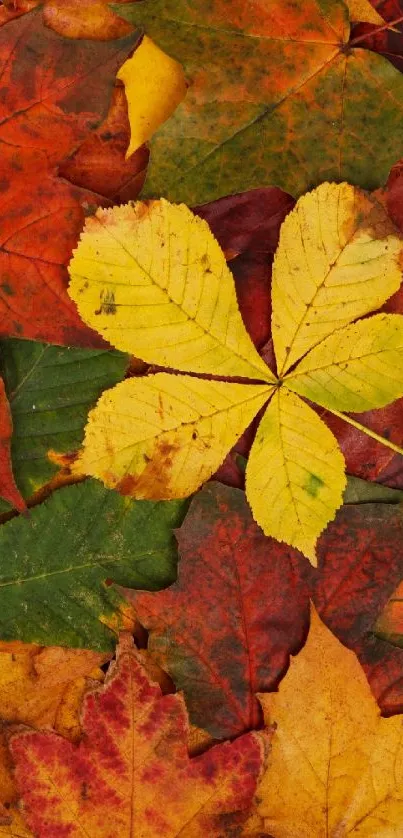 Mobile wallpaper with vibrant fall leaves in autumn colors.