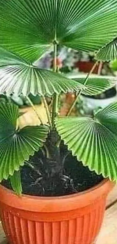 Vibrant fan palm in terracotta pot wallpaper.