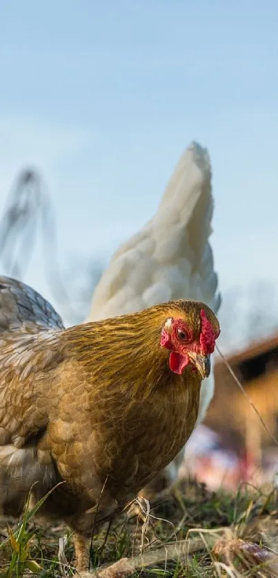 A farm chicken on grass with blue sky background, perfect for nature-themed mobile wallpaper.