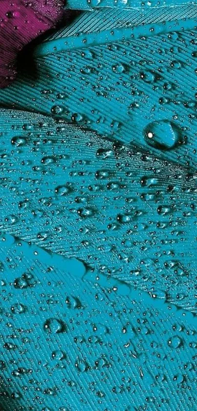 Close-up of a turquoise feather with water droplets.