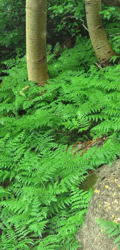 Lush forest with ferns and trees, perfect for a calming mobile wallpaper.