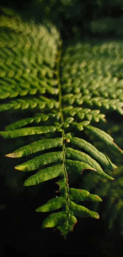 Close-up of a vibrant green fern leaf with detailed patterns.