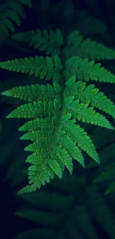 Close-up of a vibrant green fern leaf on a dark background.