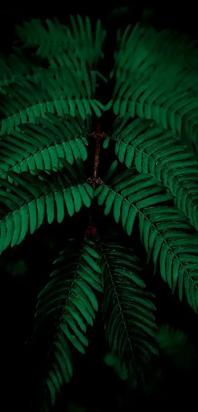 Vibrant green fern leaf on a dark background.