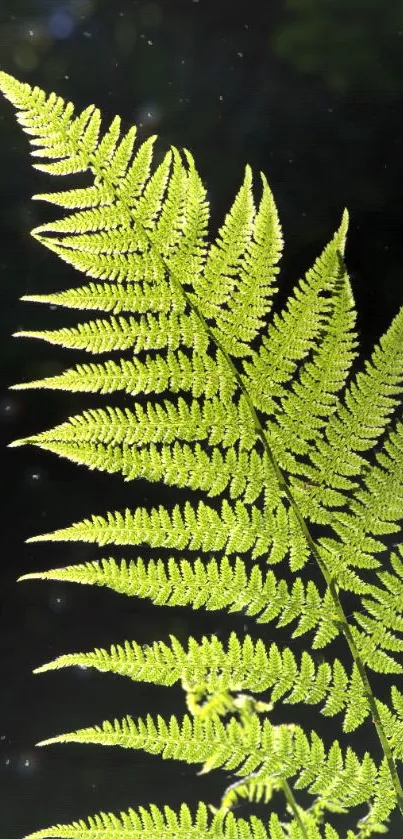 Bright green fern leaf against dark backdrop.