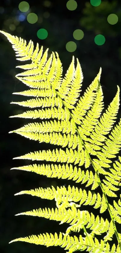 Vibrant green fern with dotted light pattern on black background.