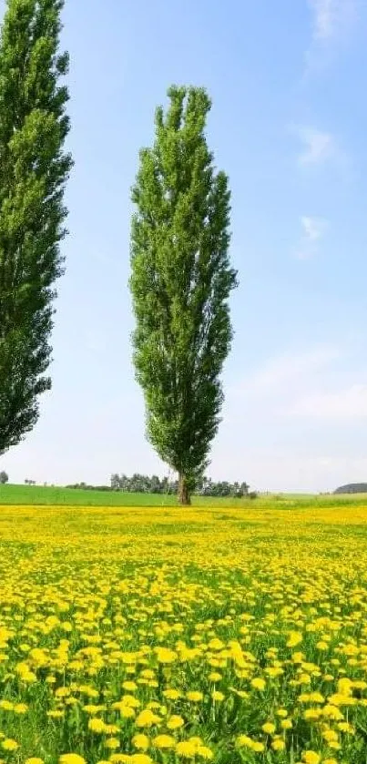 Two tall trees in a yellow dandelion field under a vivid blue sky.