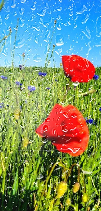 Mobile wallpaper with red poppies in a green field and a blue sky.