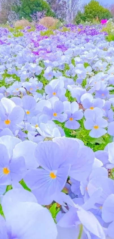 Serene field of light blue flowers with a lush green background.