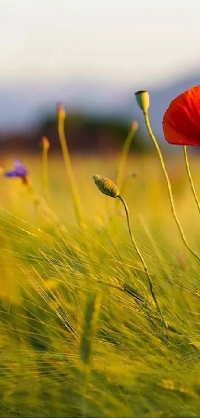 Vibrant poppy flowers in a sunlit field wallpaper