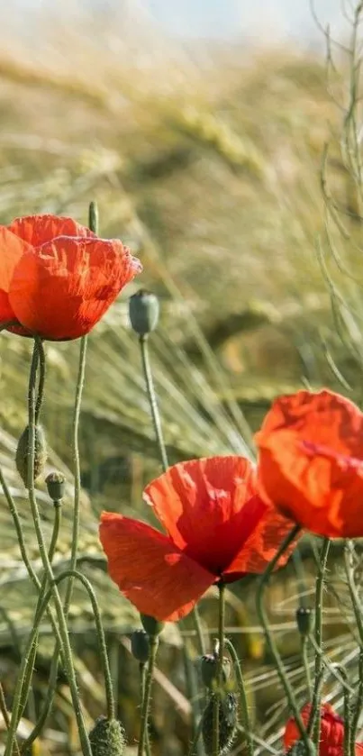 Vibrant red poppies in a serene field under blue sky.