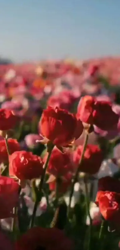 Vibrant red flowers in a vast field under the blue sky, ideal for smartphone wallpaper.