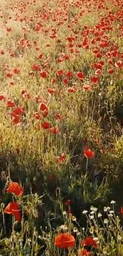 Vibrant red poppies in a sunlit meadow field.