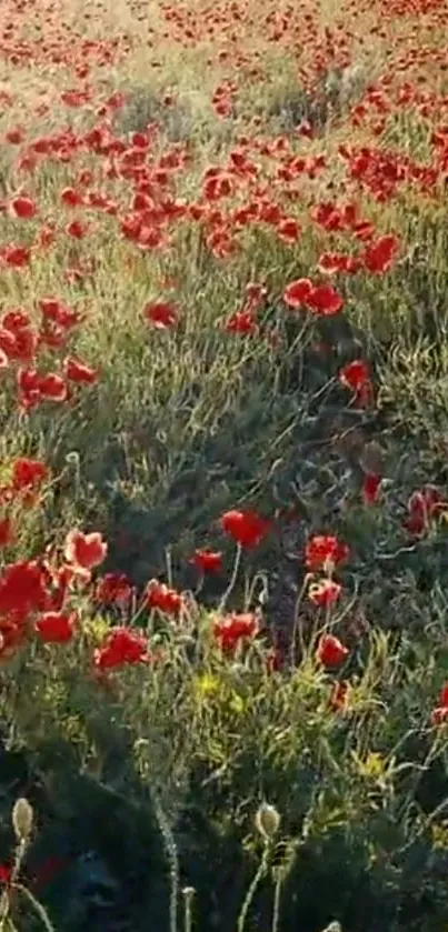 Field of bright red poppies under sunlight.