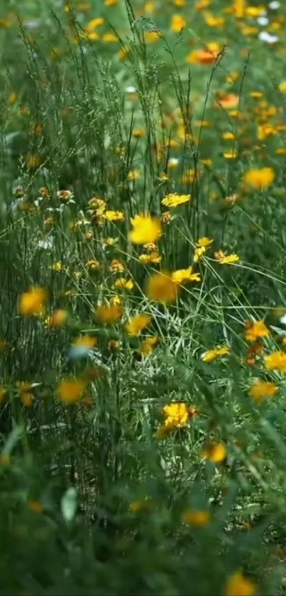 Field of yellow wildflowers under green foliage.