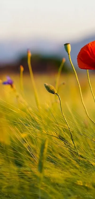 Poppy flowers swaying in a sunlit meadow.