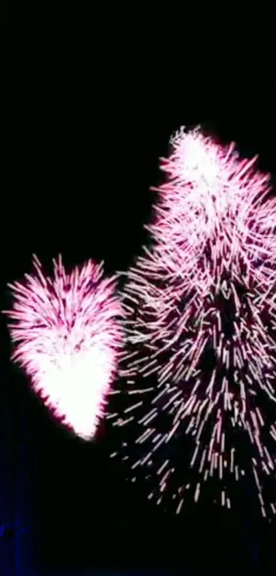 Vibrant pink fireworks burst against the dark night sky.