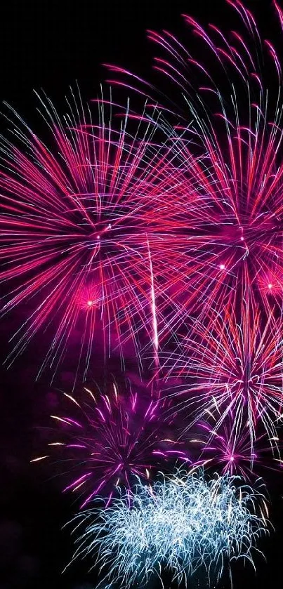 Vibrant pink and purple fireworks burst against a dark night sky.