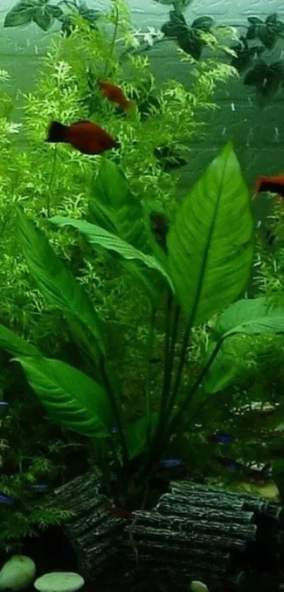 Lush aquatic plants with vibrant fish in an underwater setting.