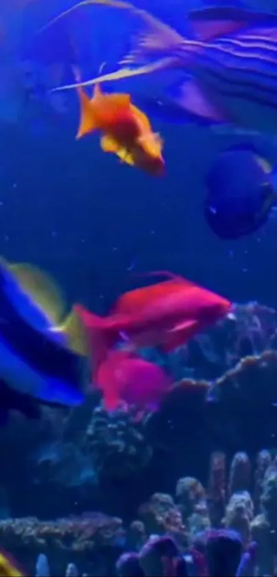 Colorful fish swimming in a vibrant aquarium setting.