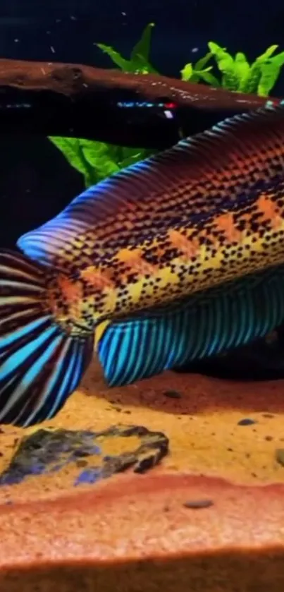 Vibrant fish with colorful patterns swimming in an aquarium.