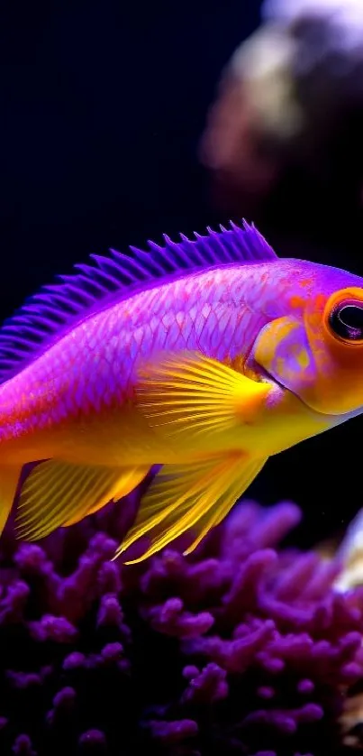 Vibrant purple and yellow fish swimming in a colorful coral aquarium.