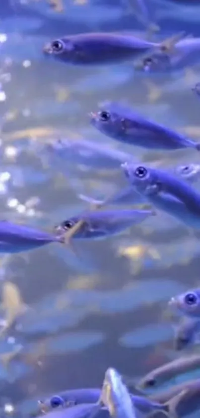 Vibrant fish swimming in a blue aquarium setting.