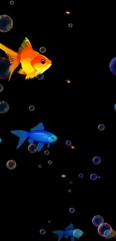 Colorful fish swimming with bubbles on a black background.