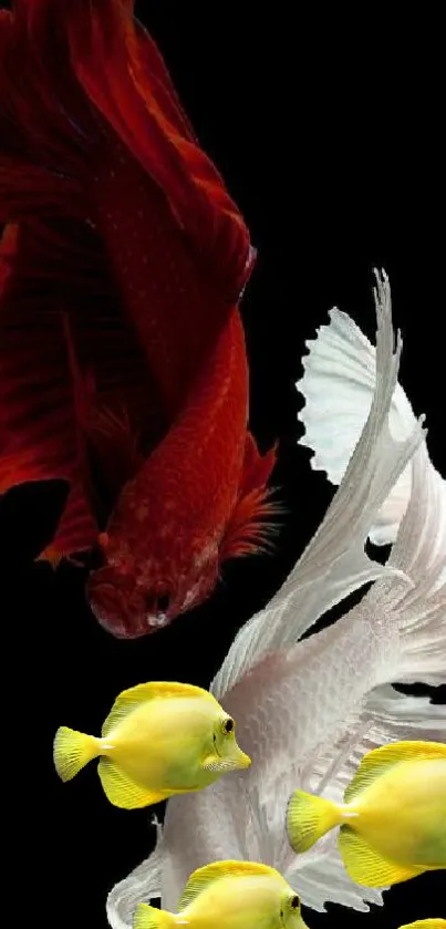 Red Betta and yellow tangs on black wallpaper.