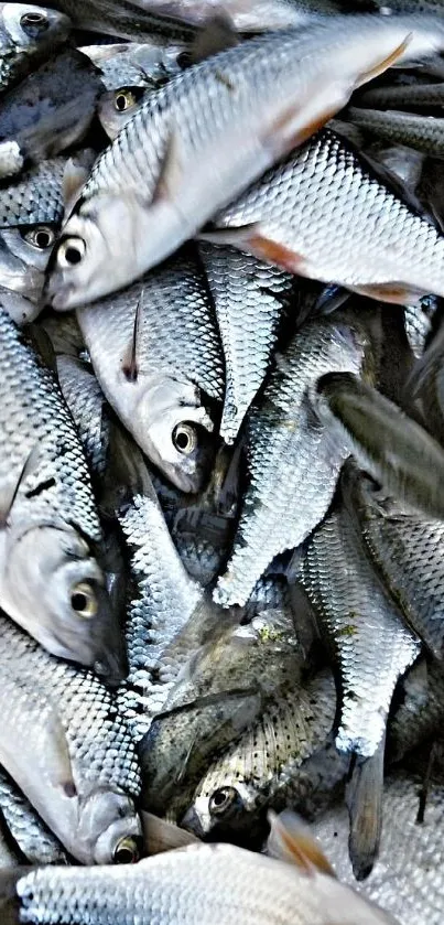 Close-up of vibrant silvery fish in pile background.