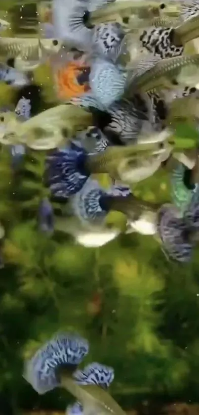 A vibrant collection of fish swimming in clear, green-tinted waters.