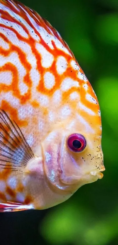 Orange patterned fish with a green background.