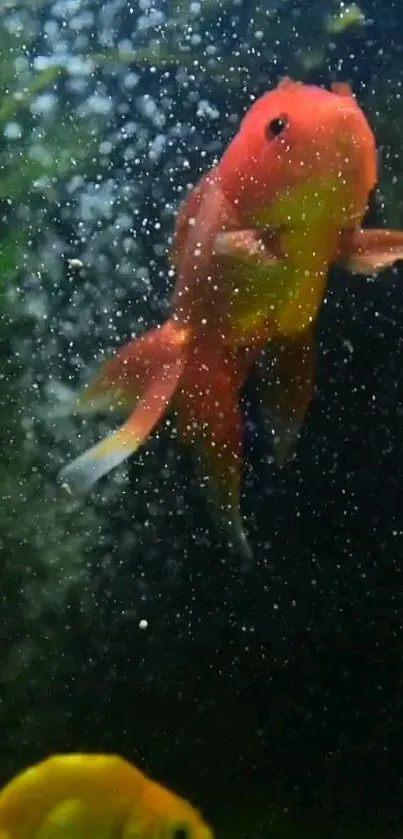 An orange fish surrounded by water bubbles in an aquarium scene.