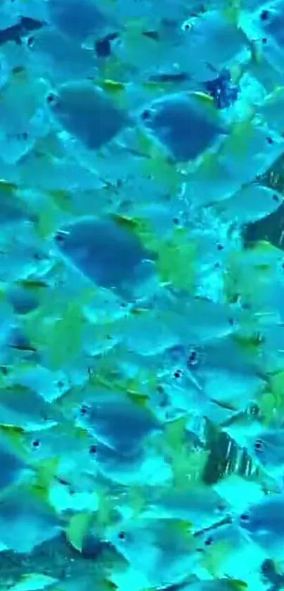 Vibrant school of blue fish in teal waters for wallpaper.