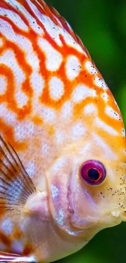 Close-up of a vibrant orange and white patterned fish in an aquarium.