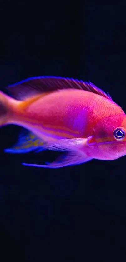 Close-up of a vibrant pink and purple fish against a dark background.