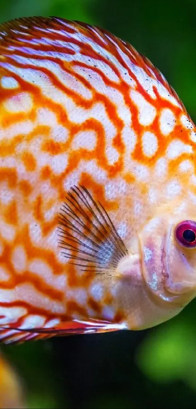 Vibrant orange fish with patterns in an aquatic setting.