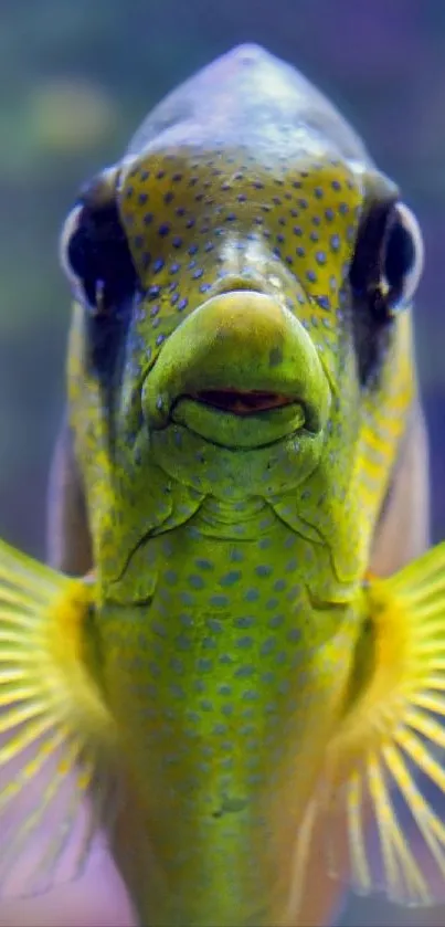 Close-up of vibrant fish with unique patterns and colors.