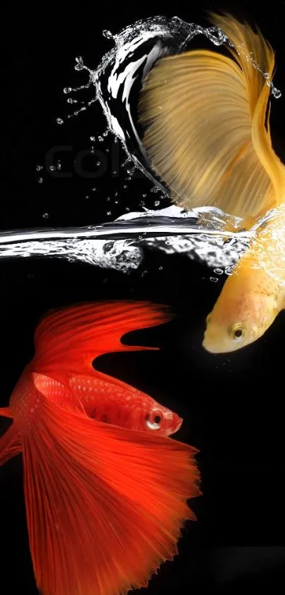 Two betta fish swimming in vibrant colors on a dark mobile wallpaper.